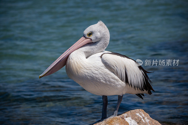 澳大利亚鹈鹕(Pelecanus anisoillatus)